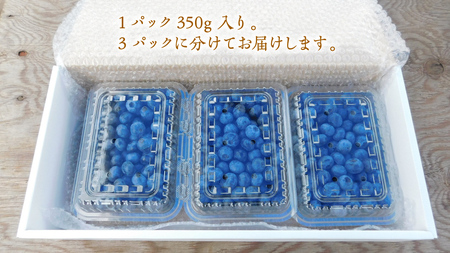 ≪先行予約≫【 訳あり 】 朝採れ 完熟 ブルーベリー 1050g ( 350g × 3パック ) 【 2026年 7月中旬頃より発送開始 】