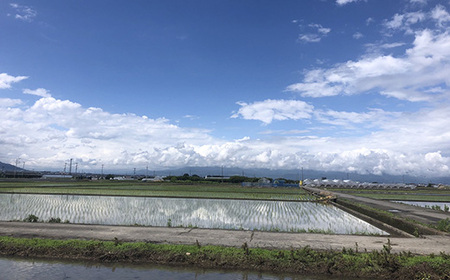 【令和８年度産先行予約】ヒノヒカリ 10kg ※2026年11月以降順次発送予定　精米済み ひのひかりお米 精米 １０キロ 米 ライス こめ おこめ １０kg