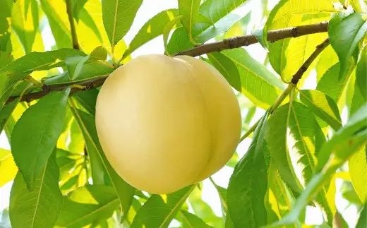 【ご家庭用】 岡山白桃 晩生 4～5玉 計約1.2kg 【2026年8月下旬発送予定】 ／ 白桃 桃 もも モモ