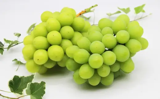 【ご家庭用】 シャインマスカット 2～3房 計約1.3kg 【2026年9月上旬～10月下旬発送予定】 ／ マスカット 葡萄 ブドウ 種無し 種なし