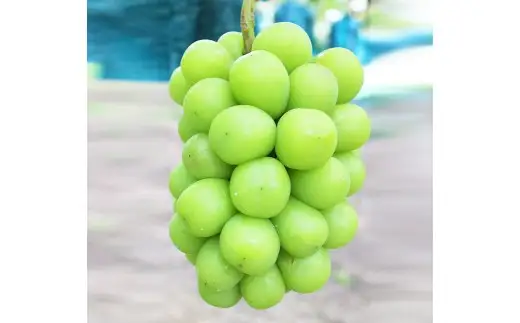 シャインマスカット 1房 約700g 【2026年9月下旬～10月上旬発送予定】 ／ マスカット 葡萄 ブドウ 種無し 種なし