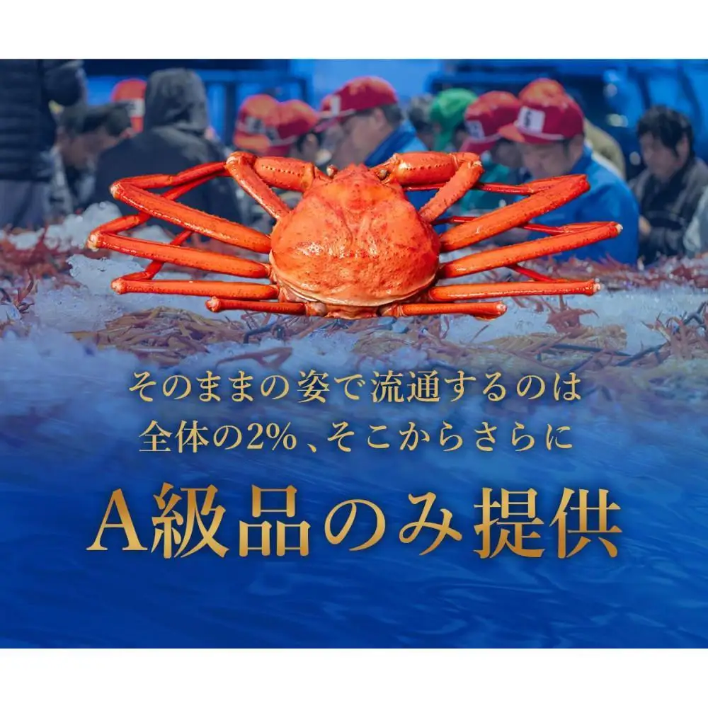 【蟹セレブ】ズワイガニ（紅ズワイガニ）1.8kg箱詰め（600g前後×3杯）