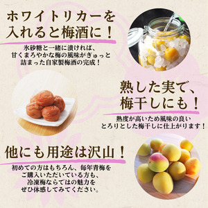 冷凍 梅 500g 家庭用 / 南高梅 訳あり 黄梅 完熟梅 梅ジュース 梅酒 和歌山 ※7月上旬より翌年3月末まで順次発送 ※北海道・沖縄・離島への配送不可 【ikd510-c-0d5A】