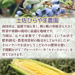 【先行予約】完熟生ブルーベリー ラビットアイ系 1200g (2026年7月～発送) | フルーツ 果物 ベリー