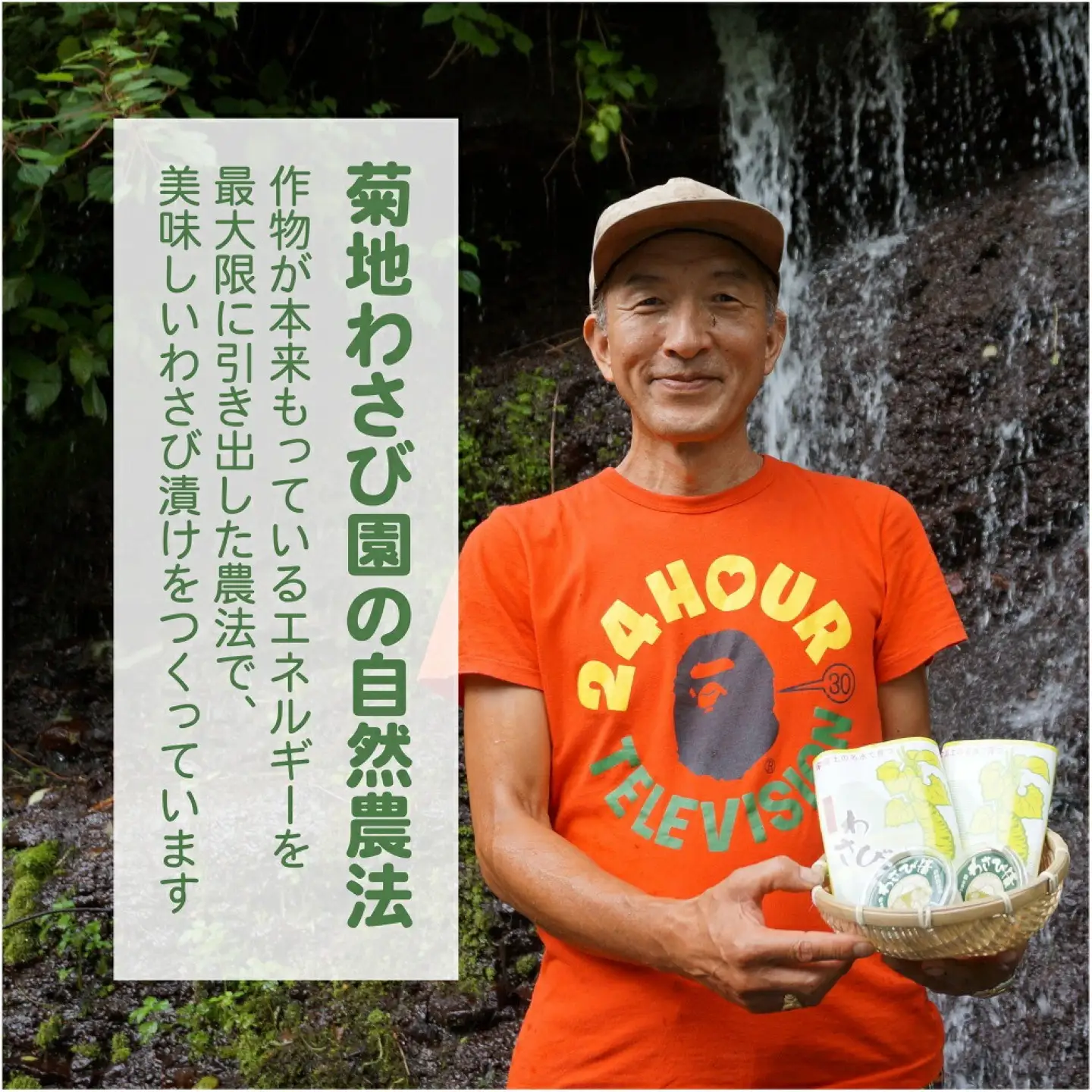 こだわり無農薬わさびセット わさび　ワサビ　山葵