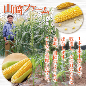 とうもろこし 9本～13本入り（約5kg）朝採れ 高糖度 甘い コーン 夏限定 旬 野菜 新鮮 人気 産地直送 お取り寄せ 茨城県 阿見町【先行予約｜2026年6月中旬より配送】（76-06）