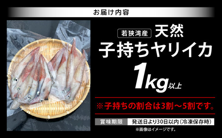 旬の美味しさ 天然 子持ちヤリイカ 1kg 以上【 子持ちやりいか 】[m36-a023]