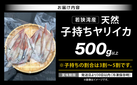 旬の美味しさ 天然 子持ちヤリイカ 500g 以上【 子持ちやりいか】 [m36-a024]