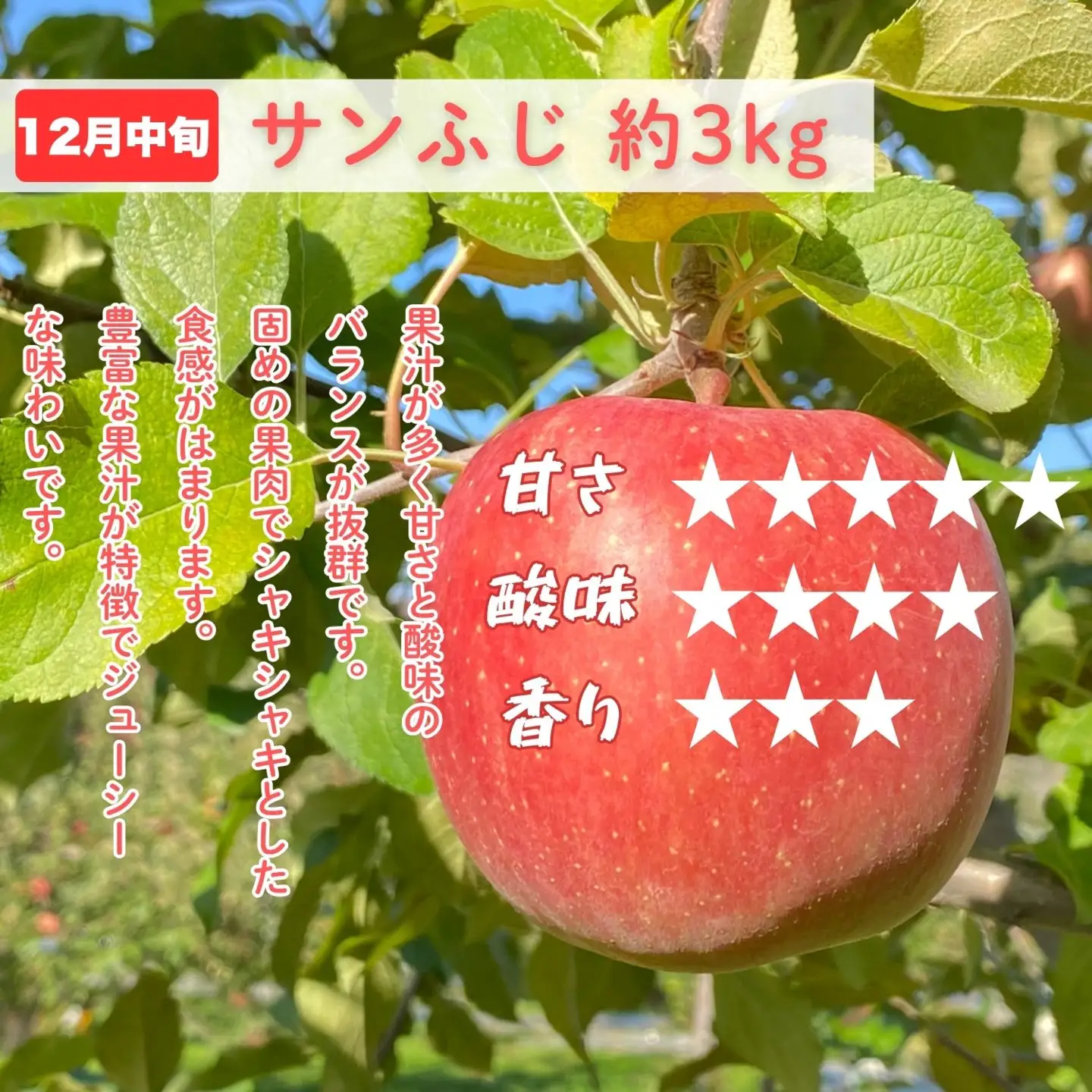 【先行予約│2026年発送 定期便 全4回】旬のりんご定期便 （At-029）