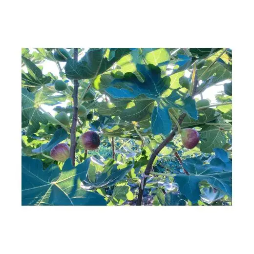 M005　いちじくプリンセス１箱