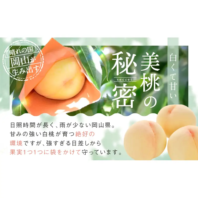 桃 2026年 先行予約 白桃 3玉 合計約800g もも モモ 岡山県産 国産 フルーツ 果物 ギフト