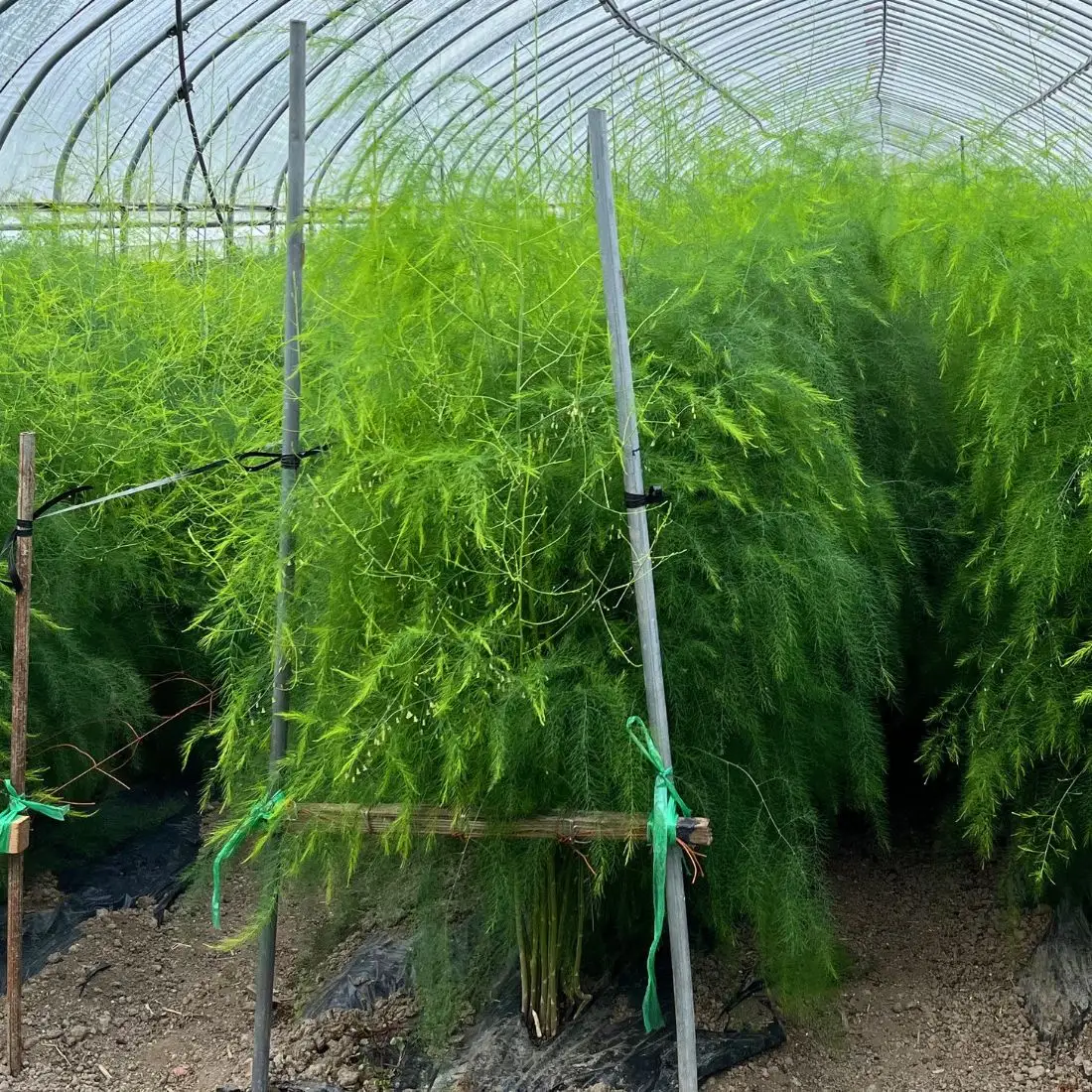 北海道栗山町産 夏のグリーンアスパラ（M～2Lサイズ）1kg オジファーム