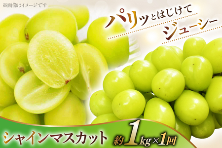 【2026年発送！先行予約！】【王道コンビ！】｜ 桃約1.8kg シャインマスカット1kg 定期便2回 NS-1019 [韮崎翠緑 山梨県 韮崎市 20744988]