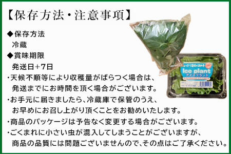 『先行予約』【12月上旬より順次発送】冬穫れハウスモロヘイヤ(100g×5袋)とアイスプラント(70g×5P)セット ネバネバ 高栄養価 プチプチ 新体験 定番おひたし 和洋中の各種スープ お肉・お魚のメイン料理の付け合わせ 色んなお料理のソースにも