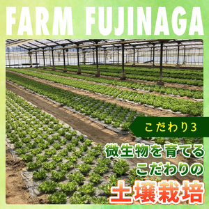 フリルレタス 6袋 ×4回 計 約 7.2kg 定期便 |レタス 旭市