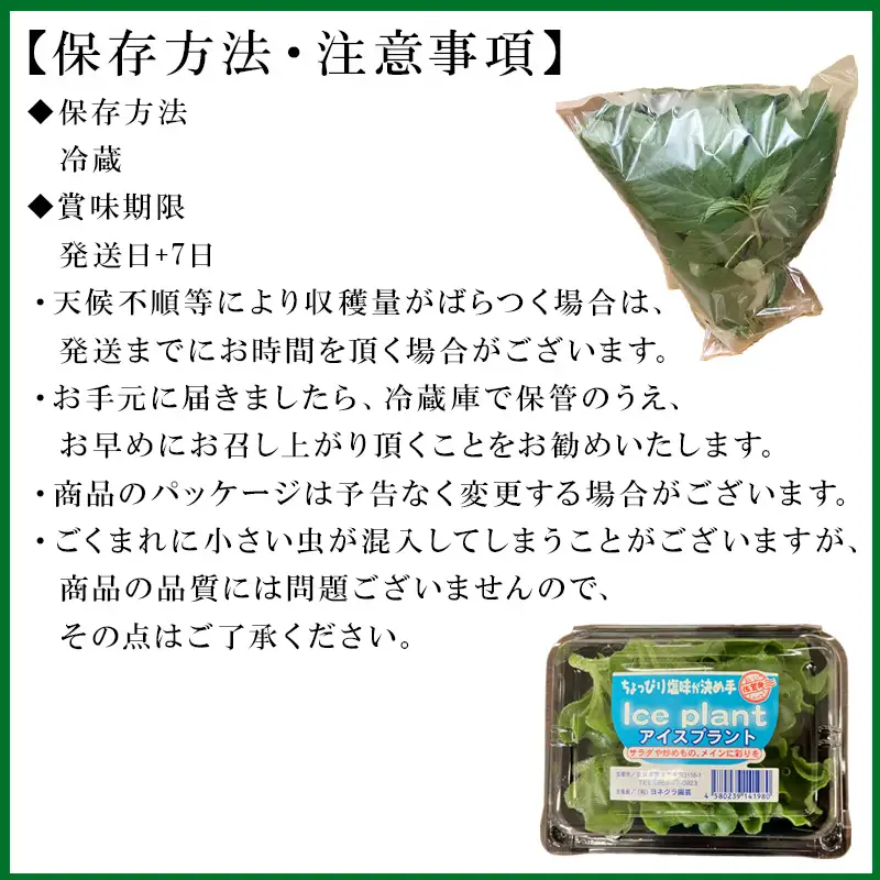 『先行予約』【12月上旬より順次発送】冬穫れハウスモロヘイヤ(100g×5袋)とアイスプラント(70g×5P)セット 3箱