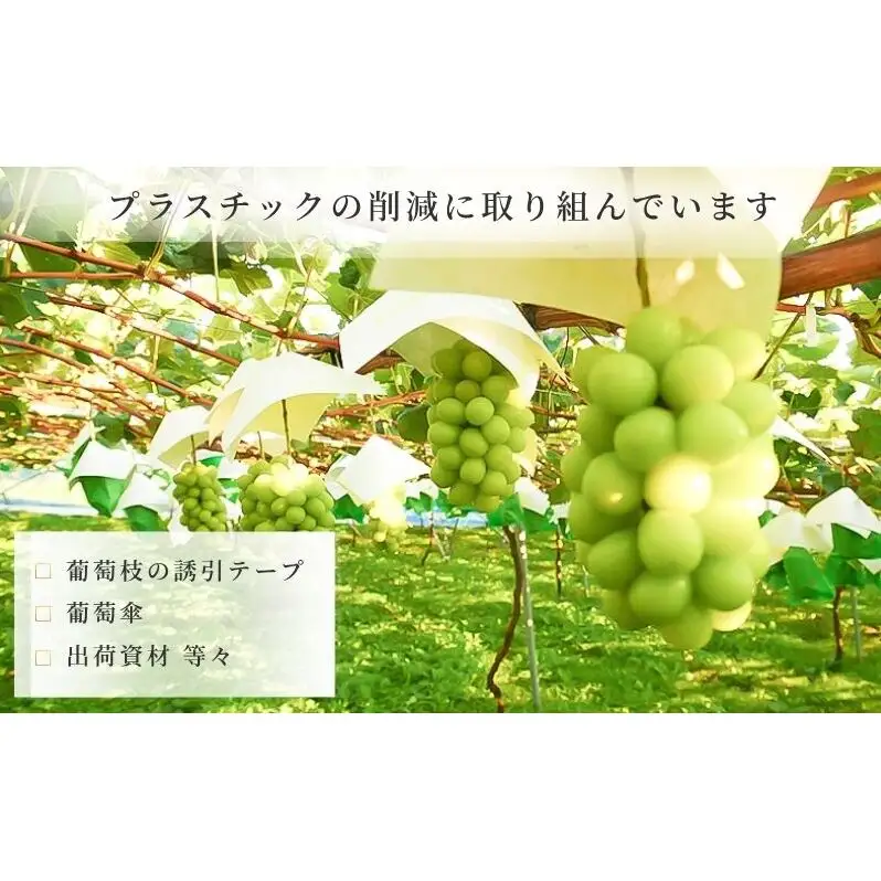 【2026年10月～発送】シャインマスカット 2～4房 約1.5kg ぶどう ブドウ 葡萄 マスカット 果物 フルーツ 長野県 長野 山ノ内町