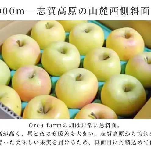 【2026年10月～発送】ぐんま名月 家庭用 約10kg りんご リンゴ 林檎 果物 フルーツ 長野県 長野 山ノ内町