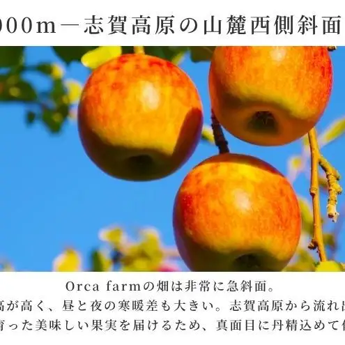 【2026年9月～発送】シナノスイート 約5kg りんご リンゴ 林檎 果物 フルーツ 長野県 長野 山ノ内町