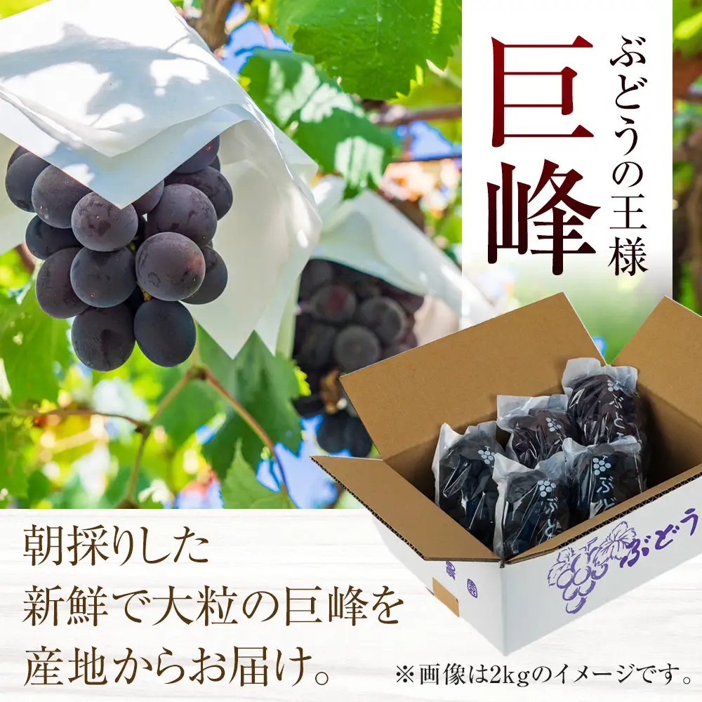 ［先行予約］[新鮮・産直]和歌山有田産のたねなし巨峰約1kg★2026年8月上旬頃より順次発送 | ぶどう 巨峰