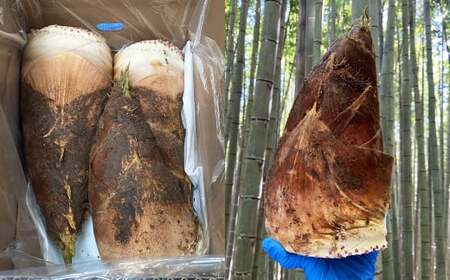 熊本県産 朝掘り 筍 約4kg 【2027年4月上旬発送開始】 たけのこ タケノコ 野菜