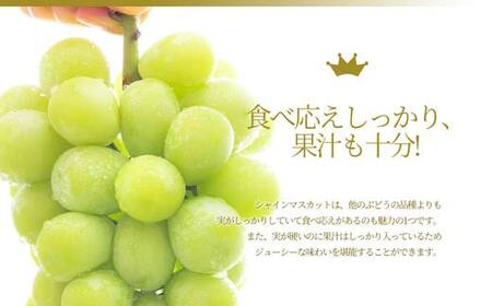シャインマスカット 900g×2房 ギフト箱入り 秀品 山形県産 【令和8年9月中旬発送】 FSY-2235