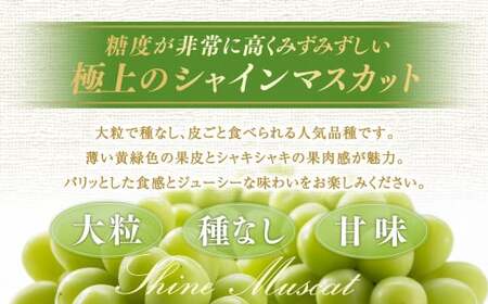 【定期便2回】 ［種なし］ 岡山県産 クイーンニーナ ・ シャインマスカット 1kg箱（2房入り）【2026年9月上旬発送開始】 ／ ぶどう ブドウ 葡萄 大粒 種なし 種無し フルーツ 果物 くだもの 果実
