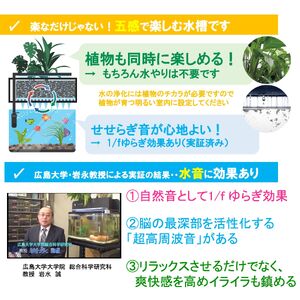 せせらぎビオトープ　25cm型基本+照明セット（ガジュマル＋他1種）