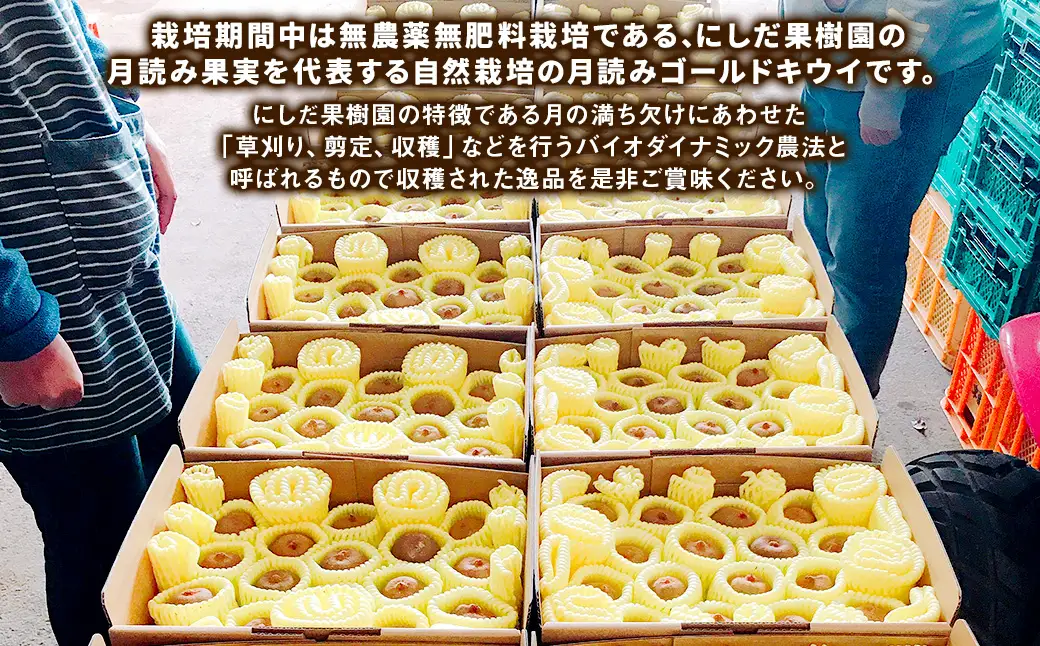 （ご家庭用梱包）にしだ果樹園の熊本県産月読みゴールドキウイ サイズ混合 約2kg 【2026年11月上旬発送開始】 キウイ フルーツ