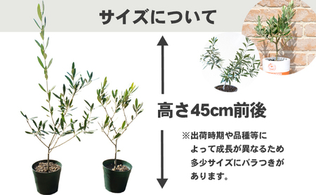 瀬戸内のオリーブ 苗木 1本 植物
