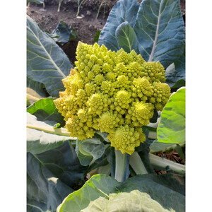 旬のお野菜詰め合わせセット【配送不可：北海道・沖縄・離島（一部除く）・島しょ部】◇