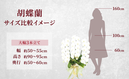 【選べるこだわり豪華ラッピング】赤平長持ち胡蝶蘭白花大輪3本立て (36輪以上) 胡蝶蘭 花 ギフト プレゼント お祝い 贈り物  インテリア 植物 R＆Bゴールド