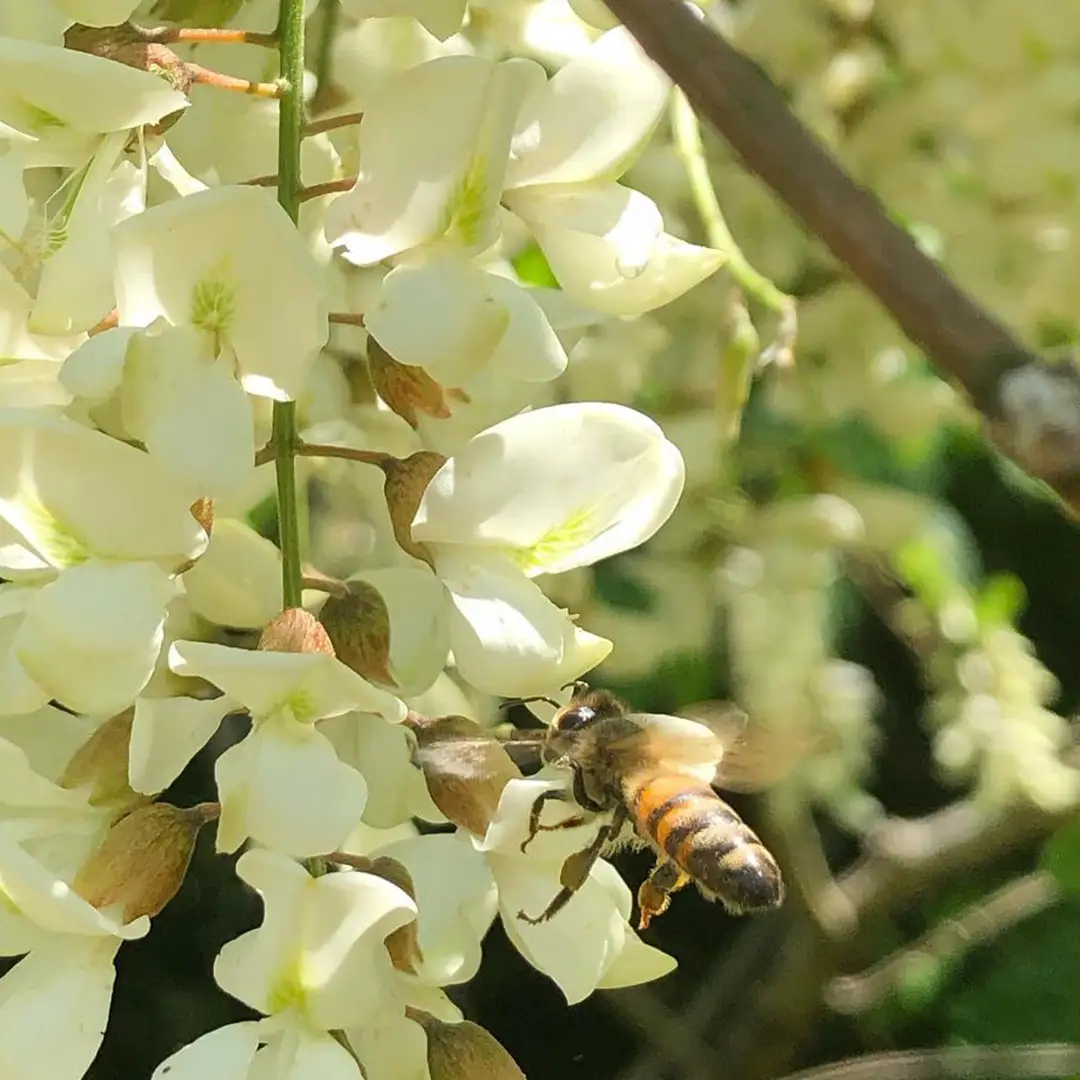 長島さんのはちみつ 百花蜜 250g ハチミツ 国産蜂蜜 国産純粋はちみつ 蜂蜜 はちみつ ハニー honey 純粋はちみつ 常温 保存 備蓄 防災食 非常食 保存食 産地直送 茨城県 城里町 (BG018)