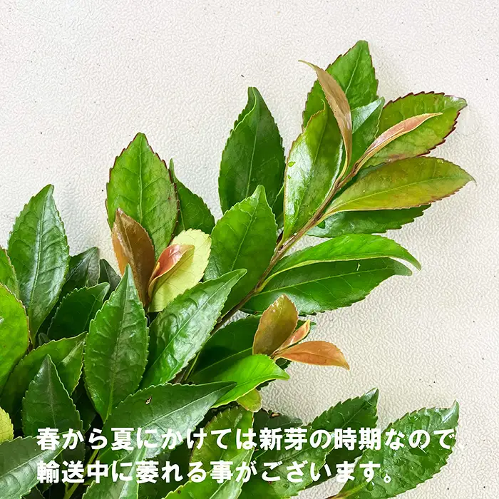 国産万葉榊 1対（2束）高さ約35cm 幅約15cm【豊かな自然に囲まれた埼玉県美里町で心を込めて育てた国産のヒ榊】  [No.168]