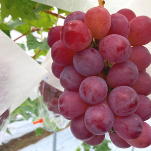 【先行予約】【数量限定】贅沢 ぶどうセット 4種 6房 セット 詰め合わせ 葡萄 ぶどう ブドウ マスカット シャインマスカット 食べ比べ フルーツ 果物  旬の果物 大阪 大阪府 岸和田市