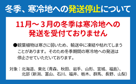 パキラ ミルキーウェイ 実生苗 斑入り 2.5号 ポット 栽培苗 ベージュ系素焼き鉢