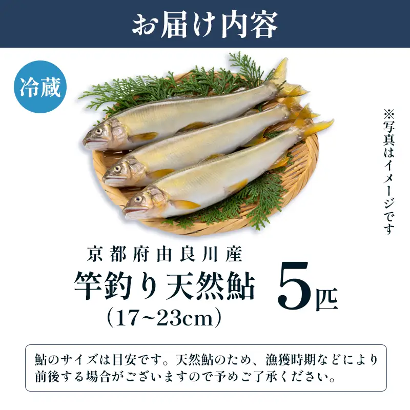 【2026年夏発送】天然鮎 竿釣り 5匹 （17～23cm） 配送不可：北海道、東北、九州、沖縄、離島