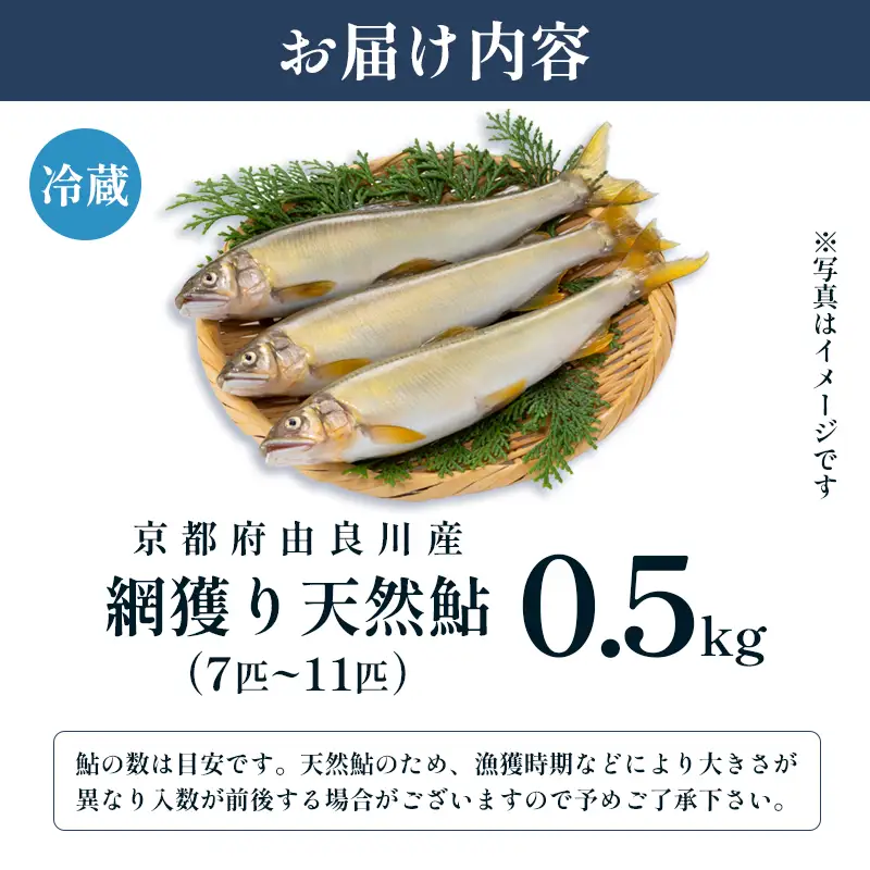 【2026年夏発送】 天然鮎 網獲り 約0.5kg（約7匹～11匹） 配送不可：北海道、東北、九州、沖縄、離島