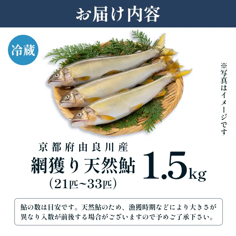 【2026年夏発送】 天然鮎 網獲り 約1.5kg（約21匹～33匹） 配送不可：北海道、東北、九州、沖縄、離島