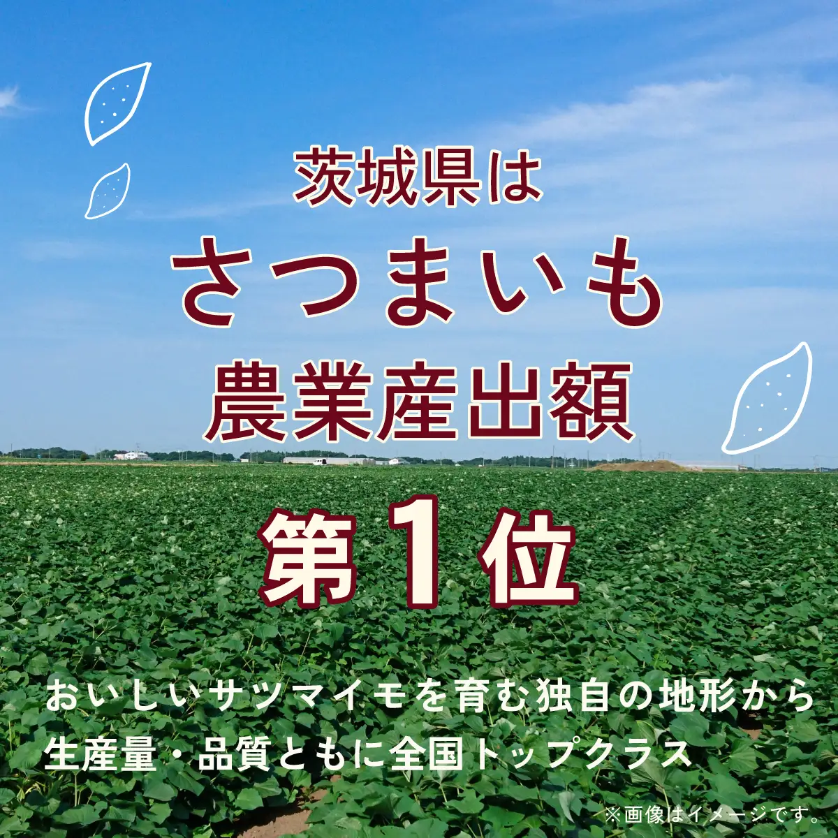 甘熟やきいも　5本【1627532】