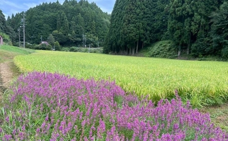 先行販売！令和8年度産　伊賀産コシヒカリ　極上　箸ひかり(精米)5kg コシヒカリ 3年連続 特A 米 こしひかり ご飯 ごはん 白米 精米 三重県 名張市