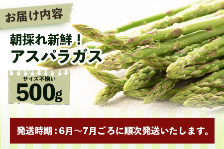 【先行受付】（お届けは2026年6月～7月頃）新鮮朝獲れ！！鹿島市産 アスパラガス 合計500g 【美味しい野菜で彩を】アスパラ 野菜 やさい 九州 国産 佐賀　B-854