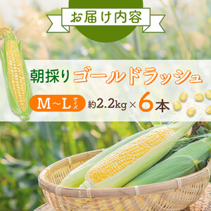 【先行予約】朝採り　とうもろこし　ゴールドラッシュ　2.2kg（M～Lサイズ× 6本）（2026年8月中旬から順次発送）| とうもろこし 北海道 限定 _05229
