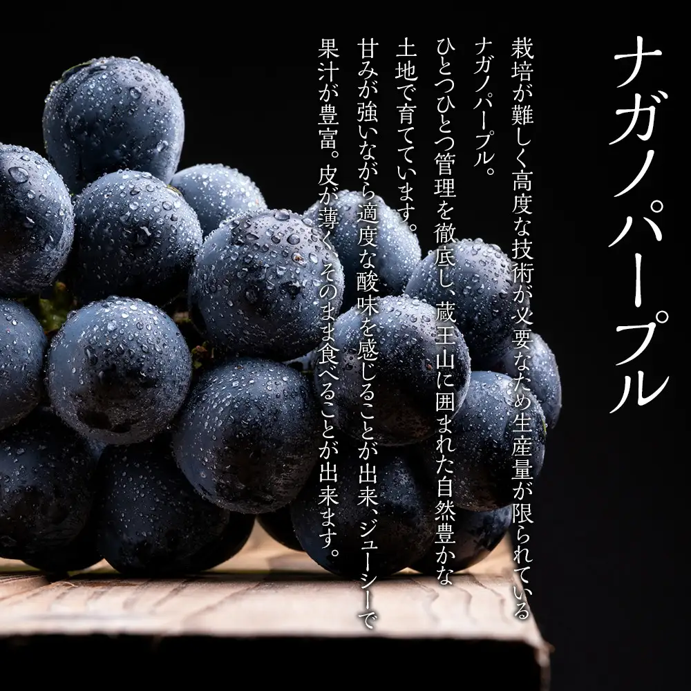 【2026年発送分先行予約】ナガノパープル１房（約500～600g）【2026年8月下旬以降順次】