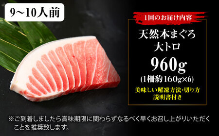 【全6回定期便】たね熟天然本まぐろ大トロ(960g)[AOCE029]マグロ