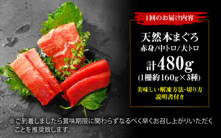 【全6回定期便】たね熟天然本まぐろ赤身＆中トロ＆大トロセット(各160g 計480g)[AOCE044]マグロ