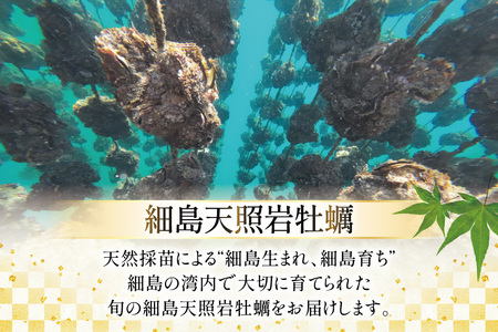 牡蠣 細島天照岩牡蠣 2kg 殻付き 【期間限定発送】[一福丸 宮崎県 日向市 452061387]