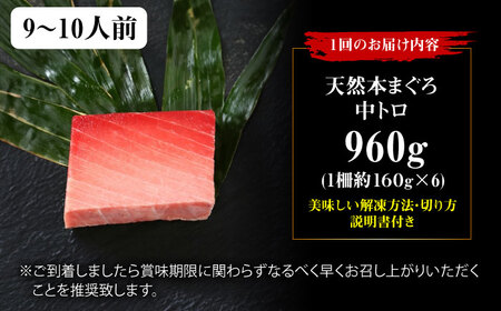 【全6回定期便】たね熟天然本まぐろ中トロ(960g) [AOCE038] まぐろ