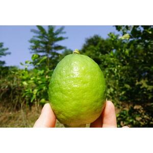 レモネード　900ml×3本セット