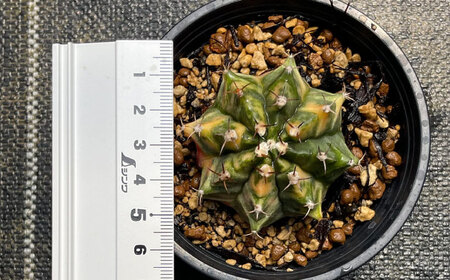 ギムノカリキウム ミハノビッチ 3株 Gymnocalycium mihanovichii 長与町/アグリューム[EAI223] 